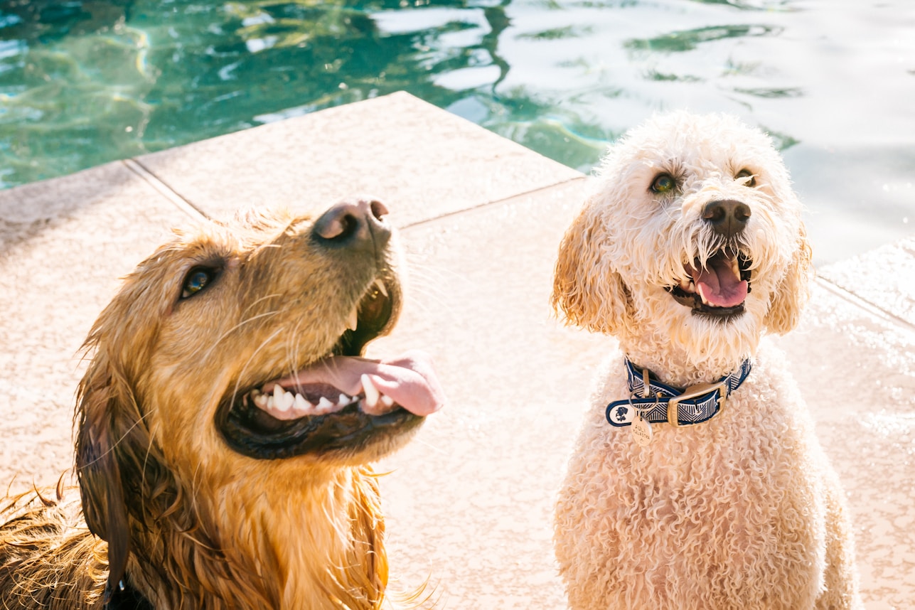 Two happy dogs by a pool
