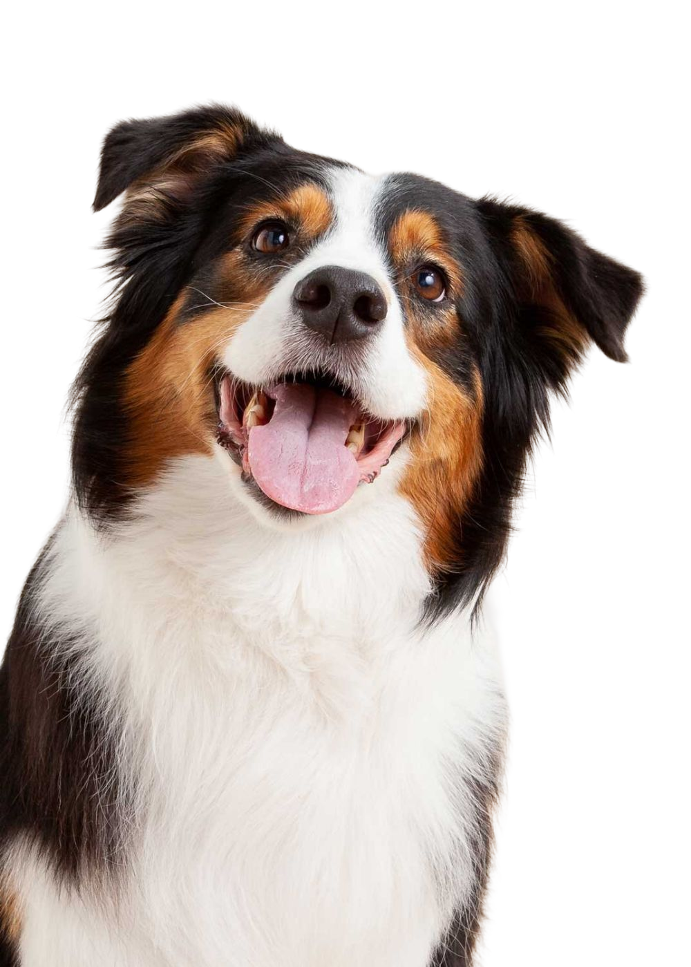 Dogs