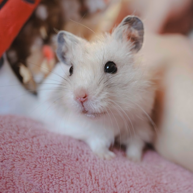 A pet moment captured by the Pet Market community