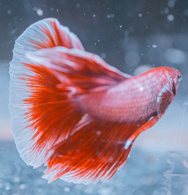 A pet moment captured by the Pet Market community