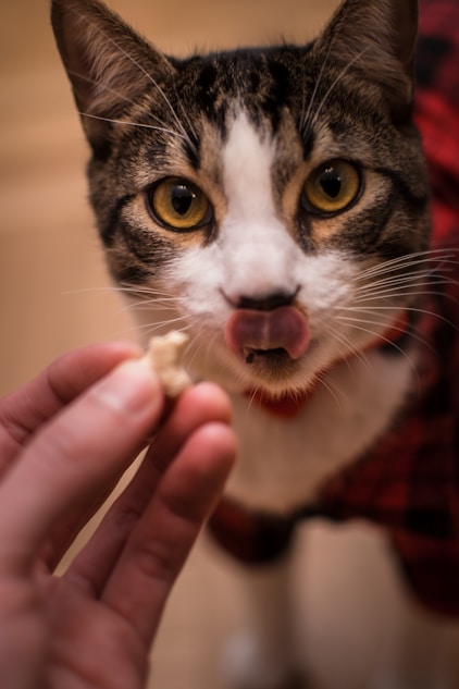 A pet moment captured by the Pet Market community