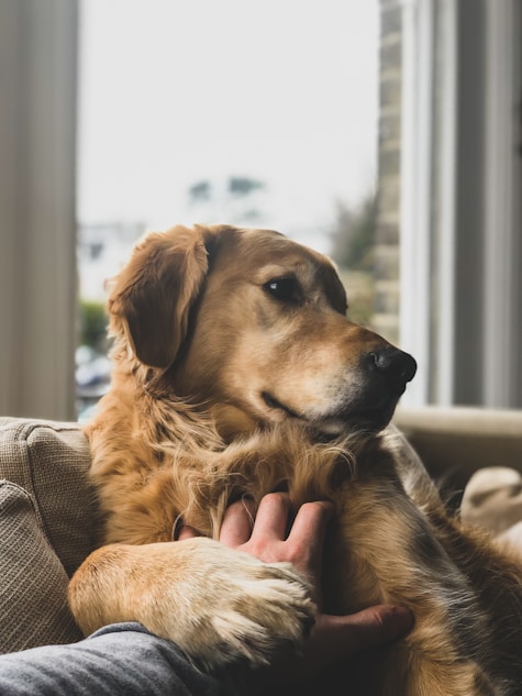 A pet moment captured by the Pet Market community