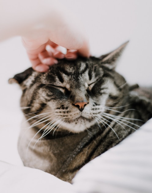 A pet moment captured by the Pet Market community